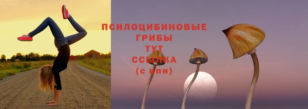 шишки Новодвинск